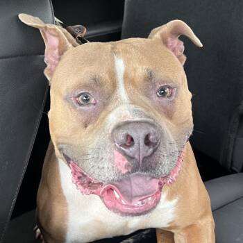 Tyce -  Pit Bull Terrier Dog Available for Adoption in East St. Louis, Illinois - Tyce | PetCurious