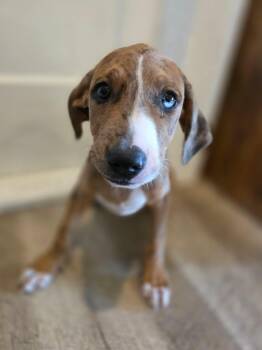Ace -  Catahoula Leopard Dog Dog for Adoption in New London, Wisconsin - Ace | PetCurious