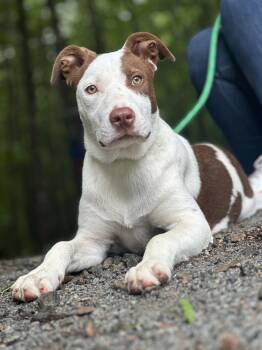 Fielding -  Collie Dog for Adoption in Meherrin, Virginia - Fielding | PetCurious