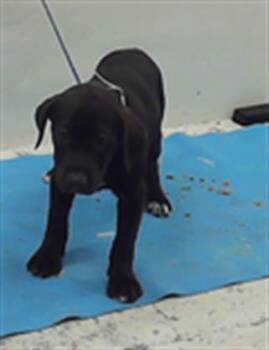 Rescue Staffordshire Bull Terrier and Mixed Breed Dogs for Adoption in Houston, Texas - SPIRIT | PetCurious