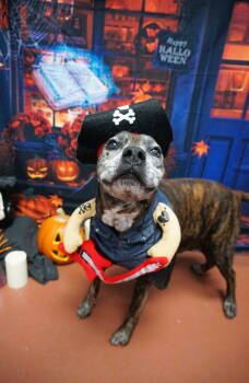 Rescue Boxer Dogs for Adoption in St. Augustine, Florida - Edgar Allan Poe | PetCurious