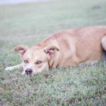 Dean -  Mixed Breed Dog for Adoption in Groveland, Massachusetts - Dean | PetCurious