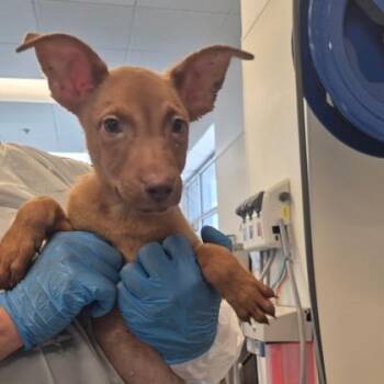 Jordy -  Vizsla and German Pinscher Dog for Adoption in Morton Grove, Illinois - Jordy | PetCurious