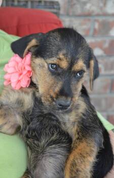Rottweiler and Shepherd Dogs Available for Adoption in Brierfield, Alabama - Josie | PetCurious