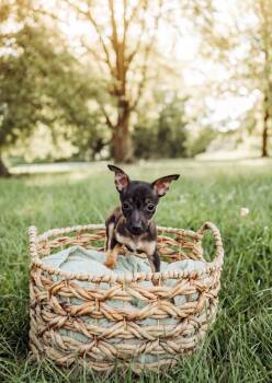 Sadie -  Chihuahua Dog for Adoption in Kannapolis, North Carolina - Sadie | PetCurious