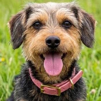 DUTCHESS -  Yorkshire Terrier and Border Terrier Dog for Adoption in Dallas, Texas - DUTCHESS | PetCurious