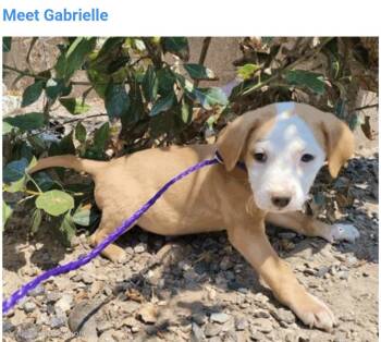 Gabrielle -  Pit Bull Terrier Dog for Adoption in Salt Lake City, Utah - Gabrielle | PetCurious