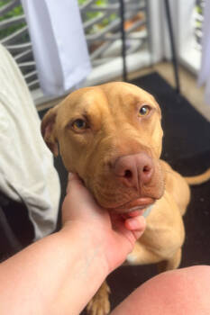 Rescue Mixed Breed Dogs for Adoption in Cincinnati, Ohio - Altima | PetCurious