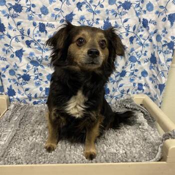 A611979 -  Chihuahua Dog for Adoption in Modesto, California - A611979 | PetCurious