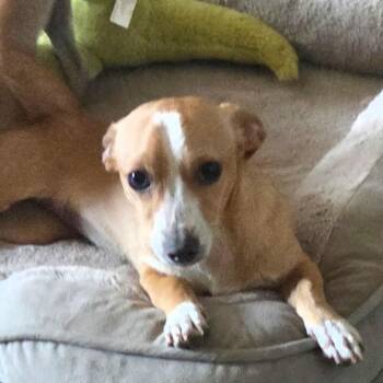 Chihuahua Dogs Available for Adoption in Marana, Arizona - ABBY | PetCurious