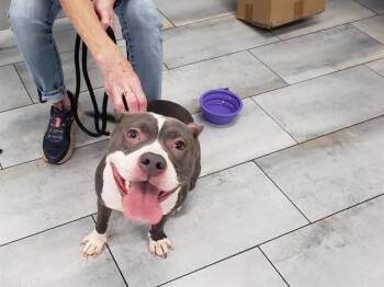 A1265847 -  Pit Bull Terrier and Mixed Breed Dog for Adoption in Charlotte, North Carolina - A1265847 | PetCurious