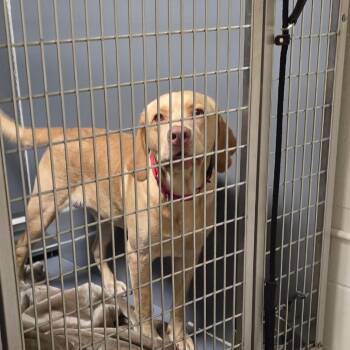 Ducky -  Labrador Retriever Dog for Adoption in East Hanover, New Jersey - Ducky | PetCurious