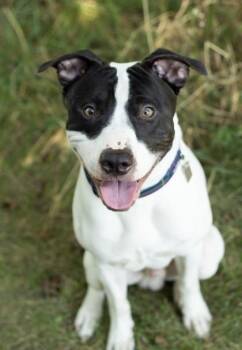 Aquaman -  Mixed Breed Dog for Adoption in Hamilton, Ohio - Aquaman | PetCurious