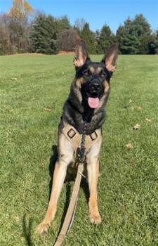 REX -  German Shepherd Dog Dog for Adoption in Derwood, Maryland - REX | PetCurious