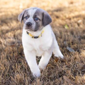 Cattle Dog and Shepherd Dogs Available for Adoption - Daffodil | PetCurious