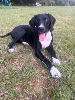 Flick -  Hound and Black Labrador Retriever Dog for Adoption in Lucedale, Mississippi - Flick | PetCurious