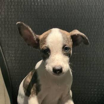 Valdez -  Mixed Breed Dog for Adoption in Durant, Oklahoma - Valdez | PetCurious