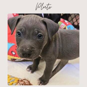 PLUTO -  Bull Terrier and Mixed Breed Dog for Adoption in San Juan Capistrano, California - PLUTO | PetCurious