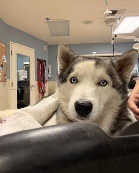 Siberian Husky Dogs Available for Adoption in Riverside, California - BOLT | PetCurious