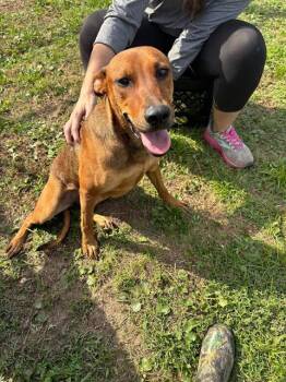 Rescue German Shepherd Dog and Mixed Breed Dogs for Adoption in Brunswick, Georgia - BIRDIE | PetCurious