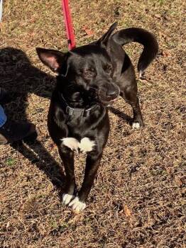 Shepherd Dogs Available for Adoption - Ruby | PetCurious