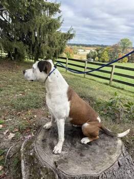 Rescue American Staffordshire Terrier and Labrador Retriever Dogs for Adoption in Poolesville, Maryland - Chelsea | PetCurious