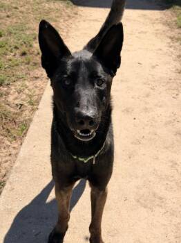 Mixed Breed Dogs Available for Adoption in Ocala, Florida - Viper | PetCurious