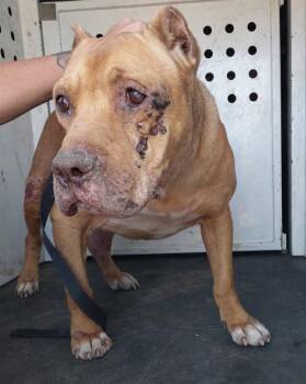Rufus -  American Staffordshire Terrier Dog for Adoption in Tulare, California - Rufus | PetCurious