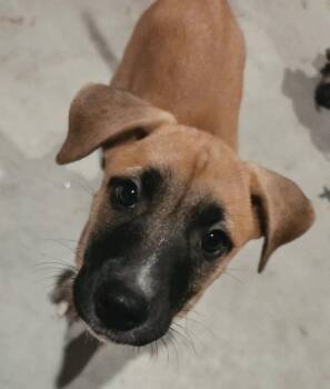 Jet -  Labrador Retriever Dog for Adoption in Colorado Springs, Colorado - Jet | PetCurious