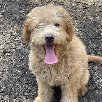 Goldendoodle Dogs Available for Adoption in Graham, Washington - HONEY (Special Needs) | PetCurious