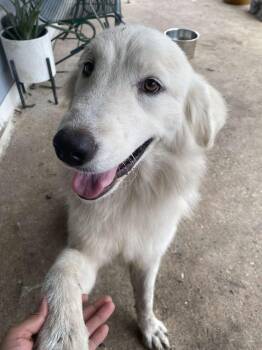 26-112 Wheezie -  Great Pyrenees Dog for Adoption in Richardson, Texas - 26-112 Wheezie | PetCurious