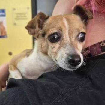 Kiss Jousting -  Mixed Breed Dog for Adoption in Davenport, Iowa - Kiss Jousting | PetCurious