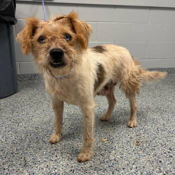 Waves -  Mixed Breed Dog for Adoption in Greenville, South Carolina - Waves | PetCurious