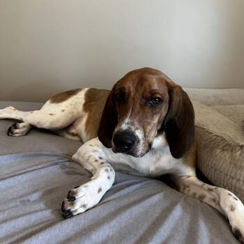 Rescue Coonhound and Basset Hound Dogs for Adoption in Chino Valley, Arizona - Banjo | PetCurious