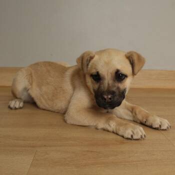 Shepherd Dogs Available for Adoption in Minnetonka, Minnesota - Penny D68823 | PetCurious