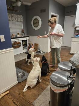 Rescue Pit Bull Terrier Dogs for Adoption in Kansas City, Missouri - Dacota | PetCurious