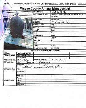 Shih Tzu and Mixed Breed Dogs Available for Adoption - Elmo | PetCurious