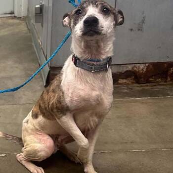 Joan -  Mixed Breed Dog for Adoption in Melbourne, Kentucky - Joan | PetCurious