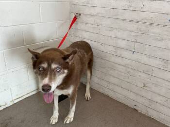Rescue Siberian Husky Dogs for Adoption in San Bernardino, California - BANDIT | PetCurious