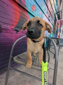 Rescue Chihuahua Dogs for Adoption - Pee Wee | PetCurious