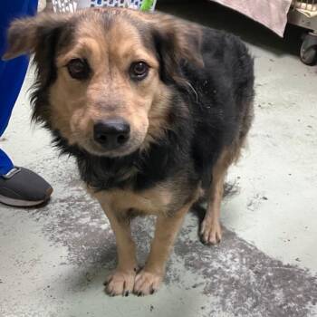 Freya -  Mixed Breed Dog for Adoption in Buffalo, Minnesota - Freya | PetCurious