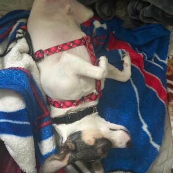 Chester -  Chihuahua Dog for Adoption - Chester | PetCurious