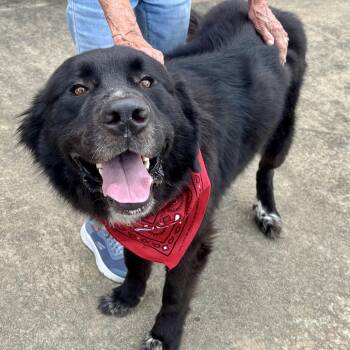 Saint Bernard and Newfoundland Dog Dogs Available for Adoption in New Canaan, Connecticut - Apollo | PetCurious