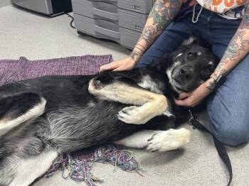 DEIMUS -  German Shepherd Dog Dog for Adoption in Omaha, Nebraska - DEIMUS | PetCurious