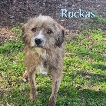 Mixed Breed Dogs Available for Adoption in Joliet, Illinois - Rufuas | PetCurious