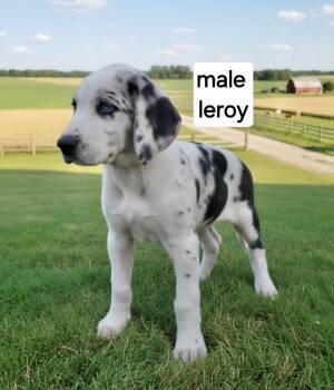 Leroy -  Great Dane Dog for Adoption in Manchester, Connecticut - Leroy | PetCurious