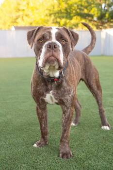 Duke -  Pit Bull Terrier Dog for Adoption in Eagle, Idaho - Duke | PetCurious