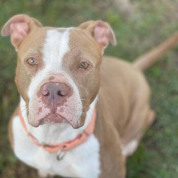 Rescue American Staffordshire Terrier Dogs for Adoption in Shiner, Texas - Quinn | PetCurious