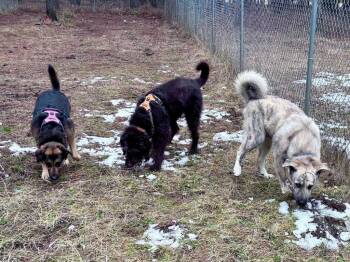 Bullmastiff and Great Pyrenees Dogs Available for Adoption - Poncho | PetCurious