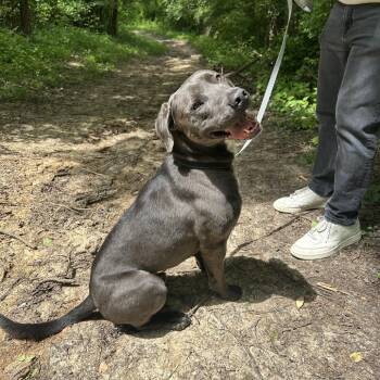 Pit Bull Terrier and Mixed Breed Dogs Available for Adoption in Belleville, Illinois - Floyd (Reduced Adoption Fee) | PetCurious